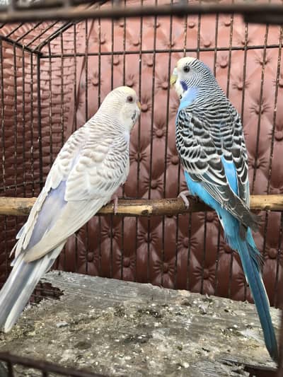 Australian/ budgie breeder pair