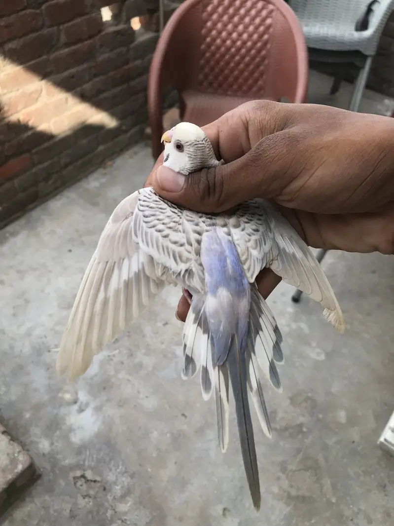 Australian/ budgie breeder pair — photo 2