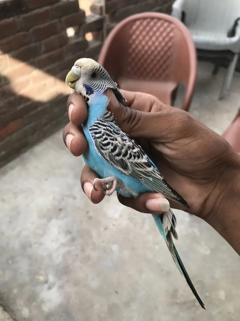 Australian/ budgie breeder pair — photo 3