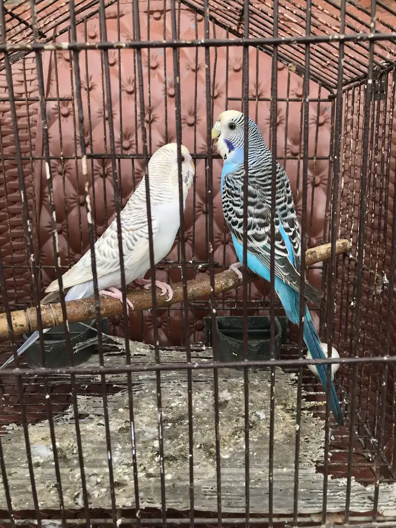 Australian/ budgie breeder pair — photo 4