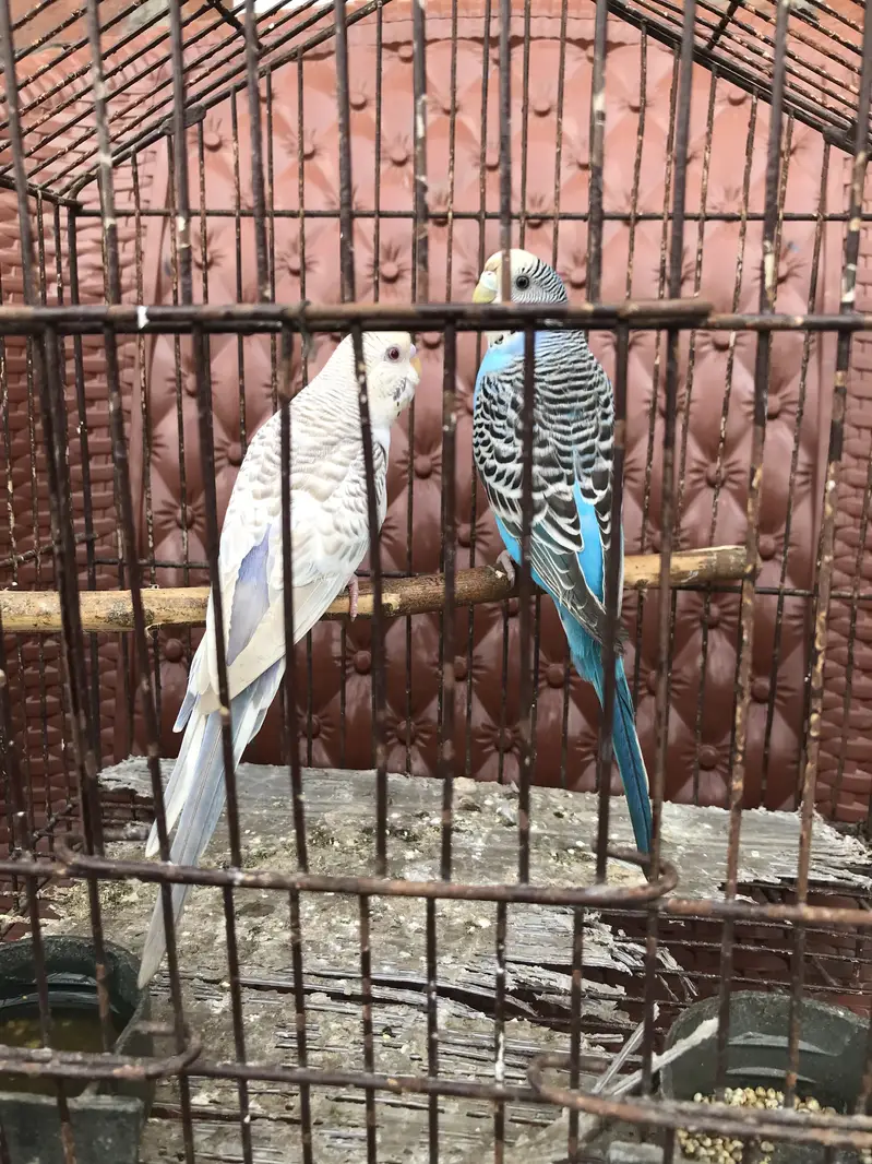Australian/ budgie breeder pair — photo 5