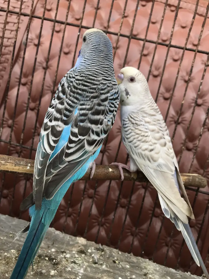 Australian/ budgie breeder pair — photo 6