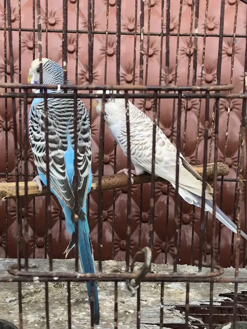 Australian/ budgie breeder pair — photo 7