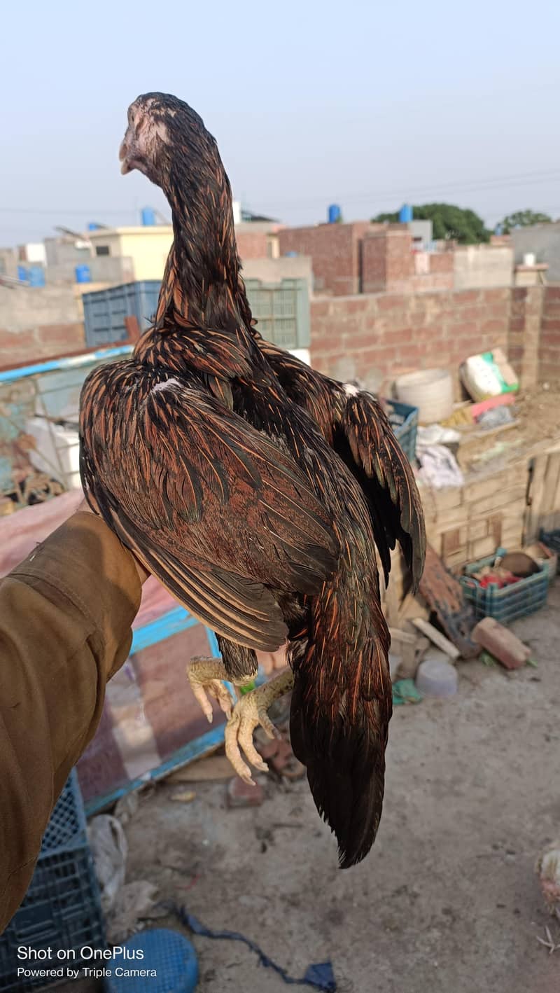 Aseel Pathi 10