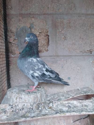 Highflyer pigeon pair