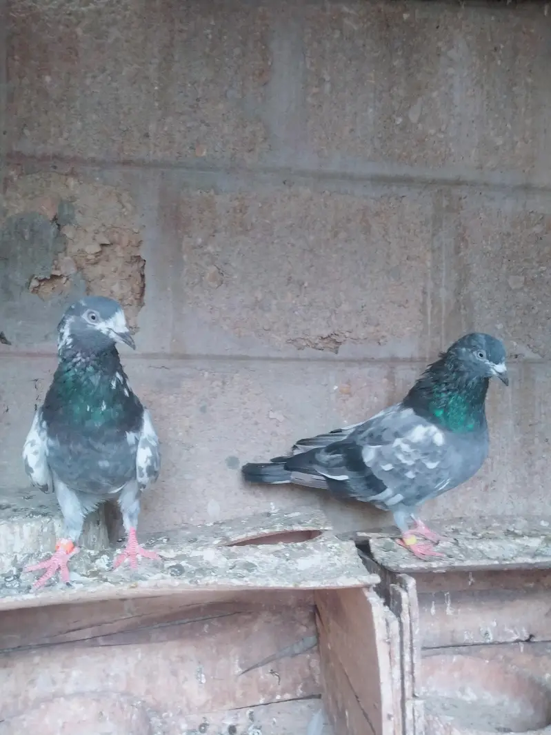 Highflyer pigeon pair — photo 2