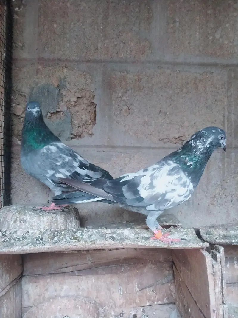 Highflyer pigeon pair — photo 3