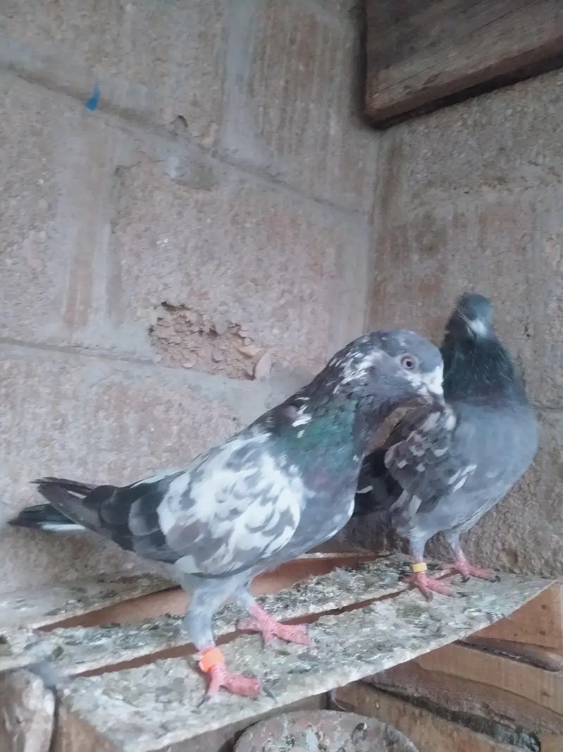 Highflyer pigeon pair — photo 4