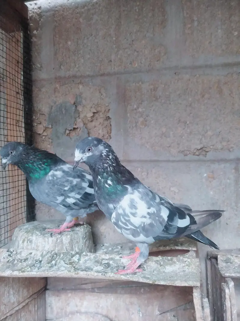 Highflyer pigeon pair — photo 5
