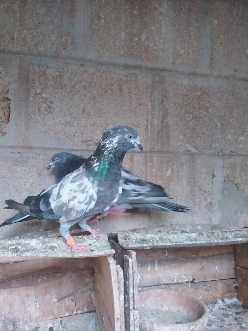 Highflyer pigeon pair — photo 6