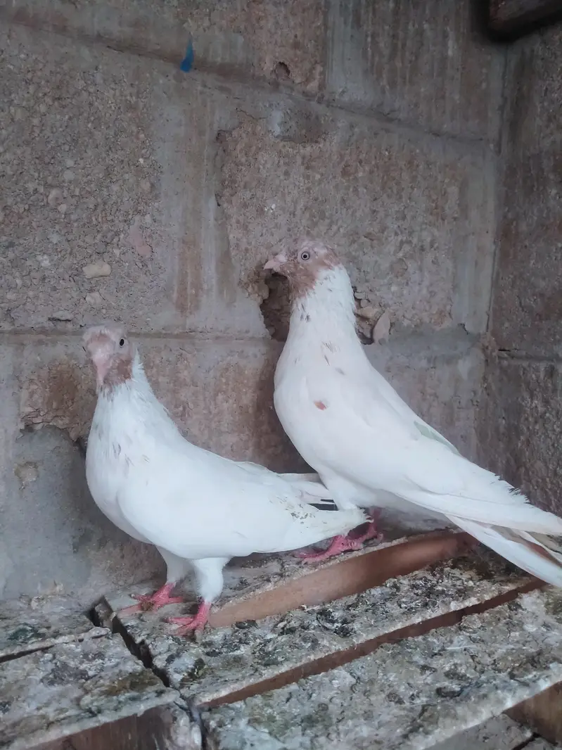 Highflyer pigeon pair — photo 7