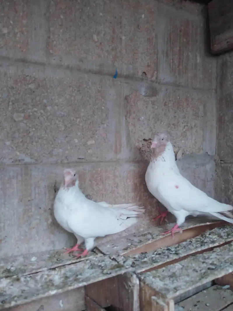 Highflyer pigeon pair — photo 9