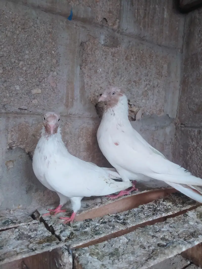 Highflyer pigeon pair — photo 10