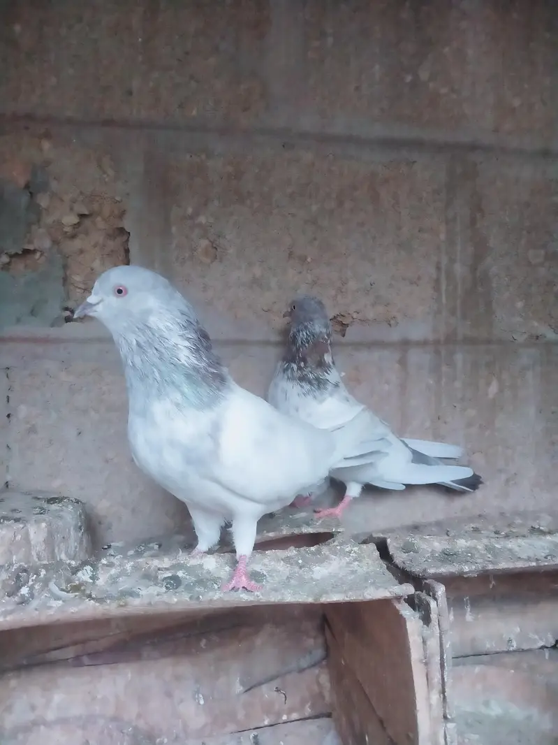 Highflyer pigeon pair — photo 11