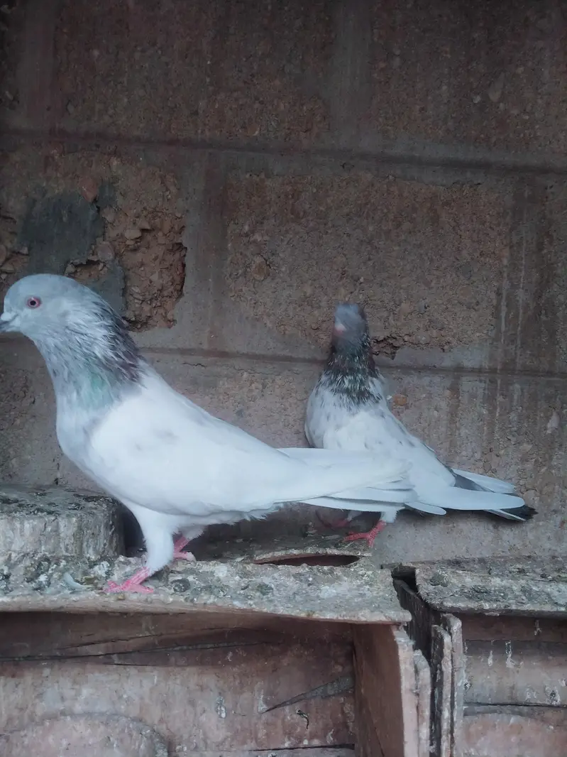 Highflyer pigeon pair — photo 12