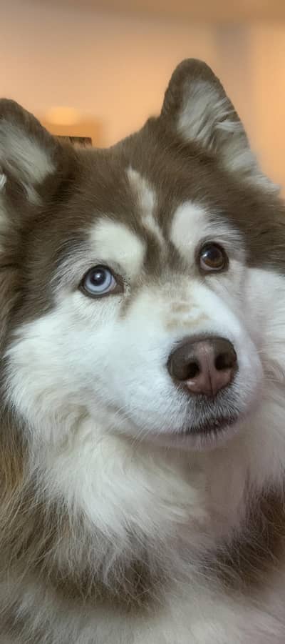 seberian husky female brown and white