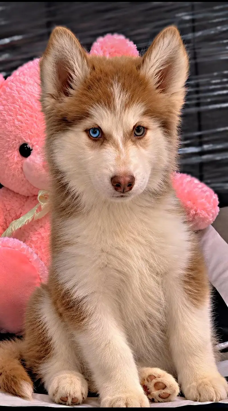 seberian husky female brown and white — photo 2