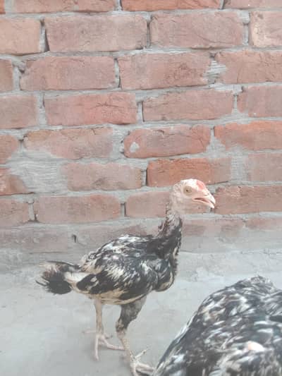 Aseel hen