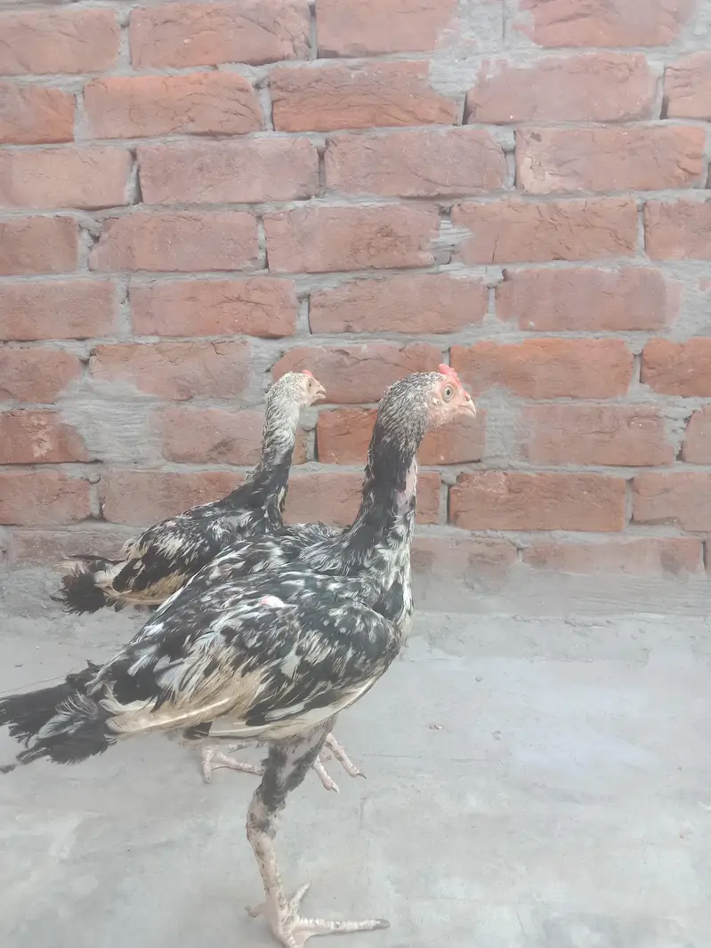 Aseel hen — photo 2