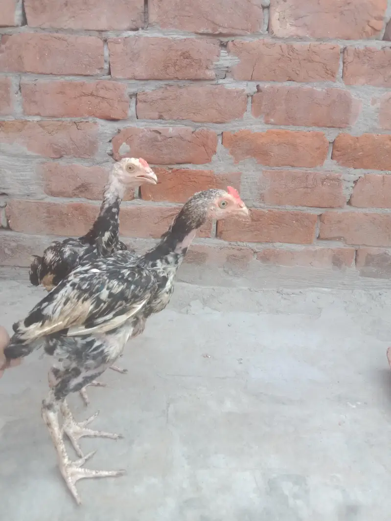 Aseel hen — photo 3