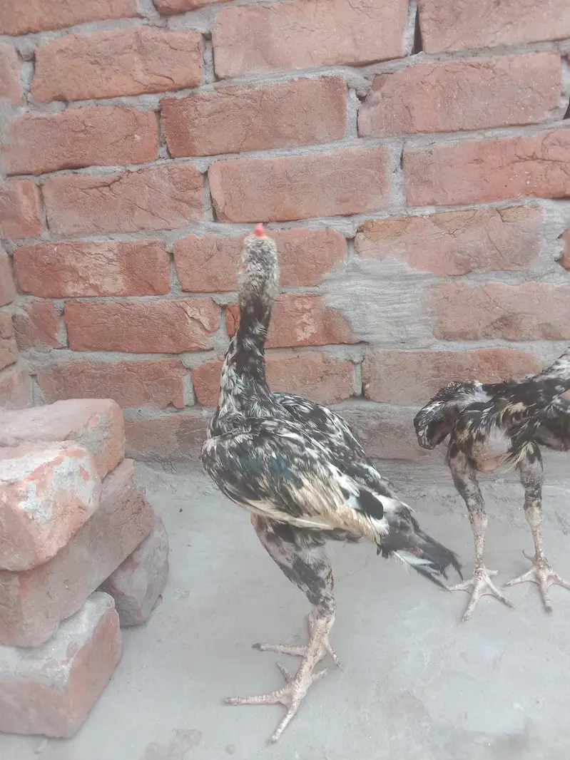 Aseel hen — photo 4
