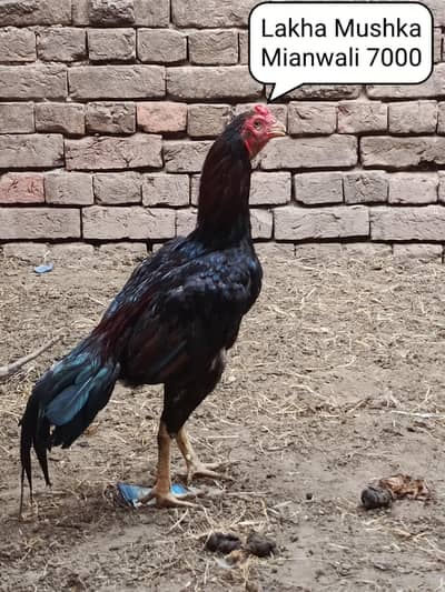 Home breed aseel urgent for sale