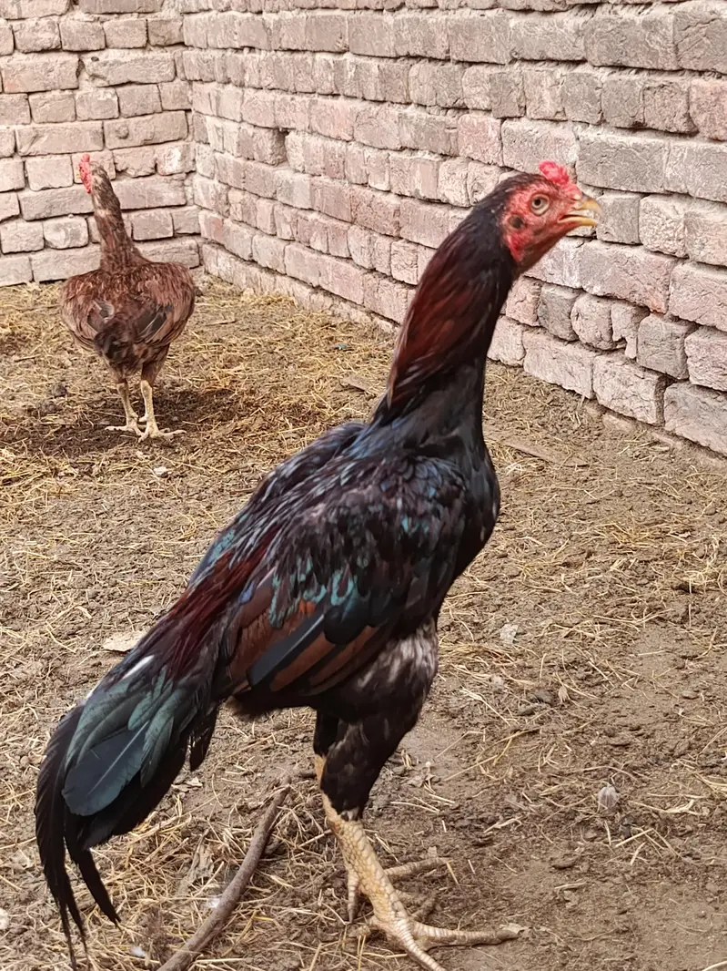 Home breed aseel urgent for sale — photo 2