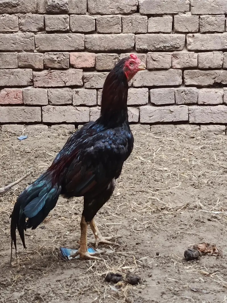 Home breed aseel urgent for sale — photo 3
