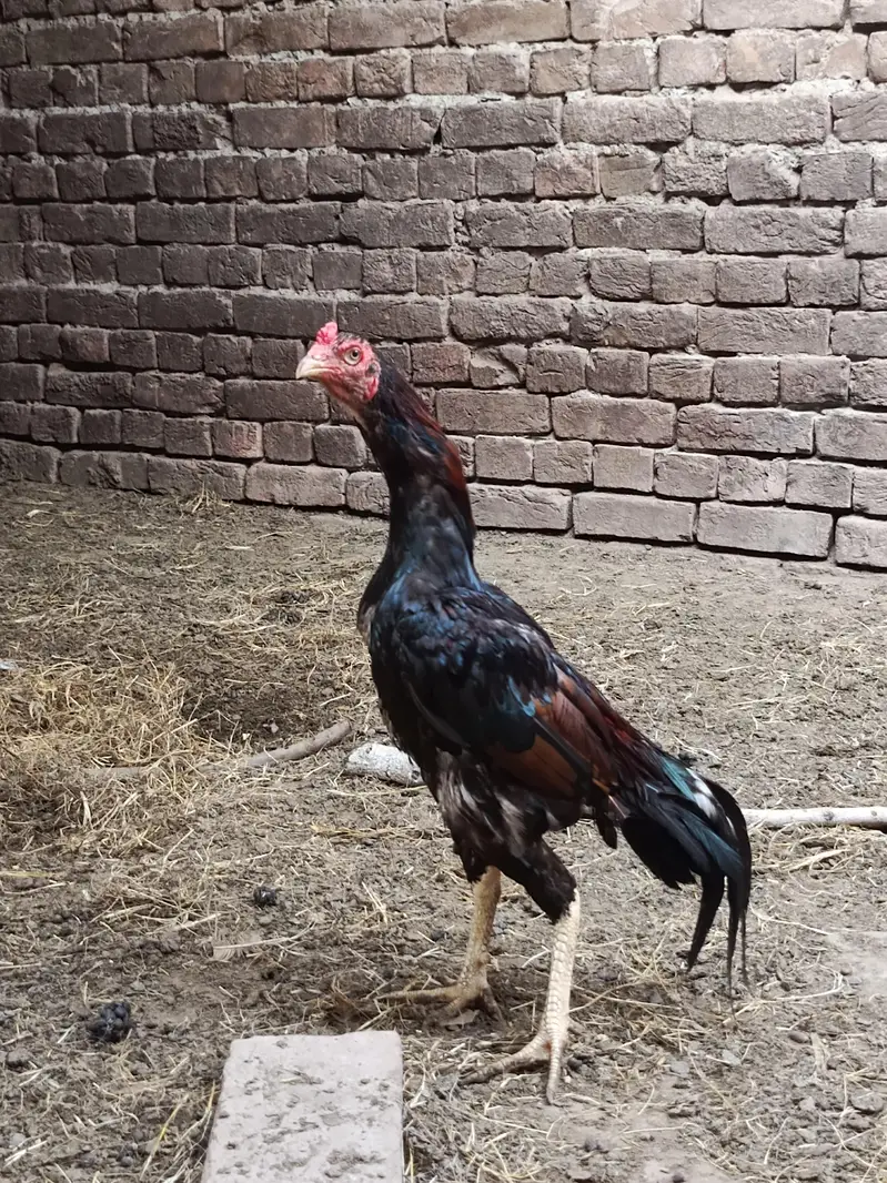 Home breed aseel urgent for sale — photo 4