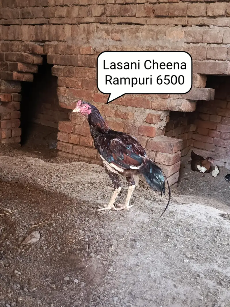 Home breed aseel urgent for sale — photo 5