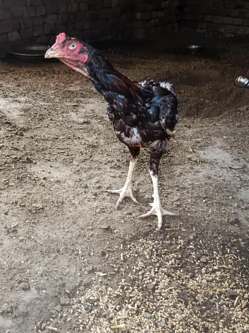 Home breed aseel urgent for sale — photo 6