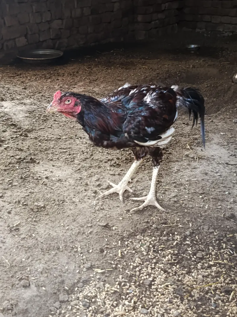Home breed aseel urgent for sale — photo 7