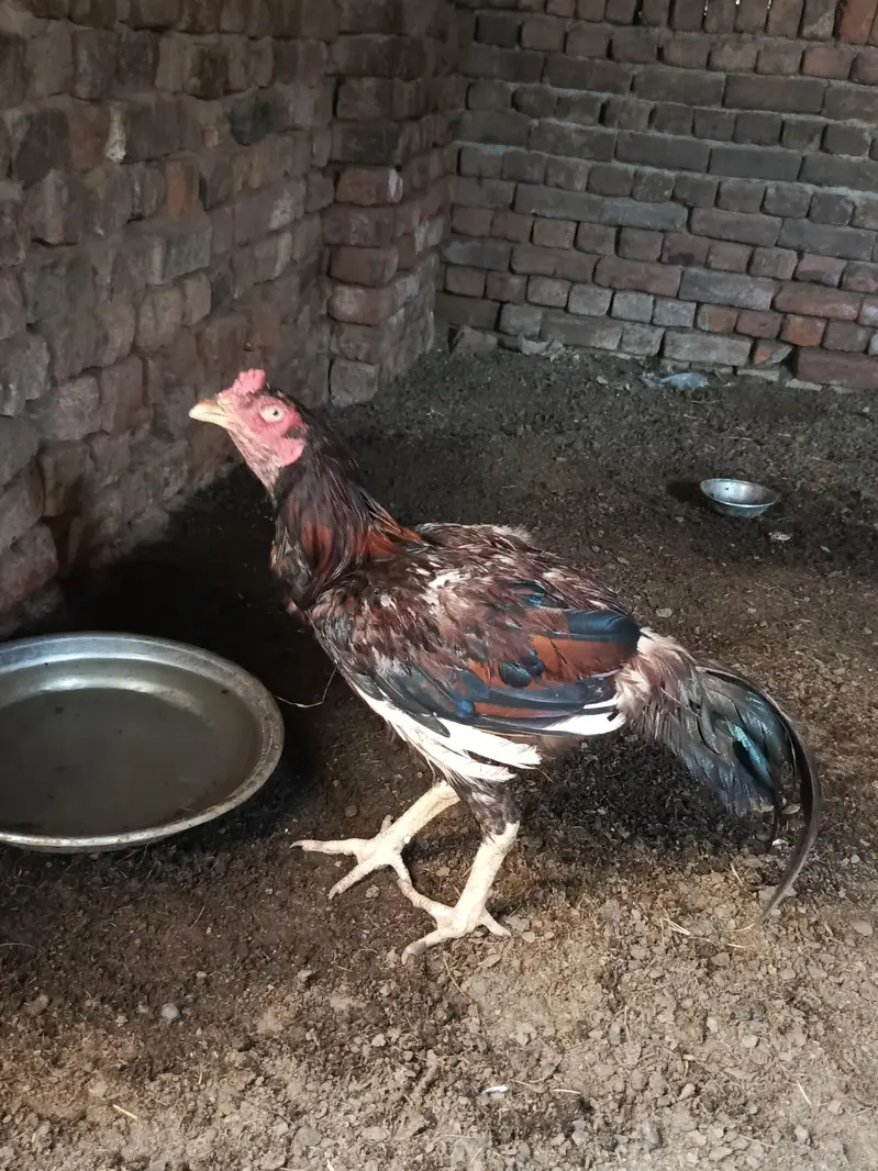 Home breed aseel urgent for sale — photo 8