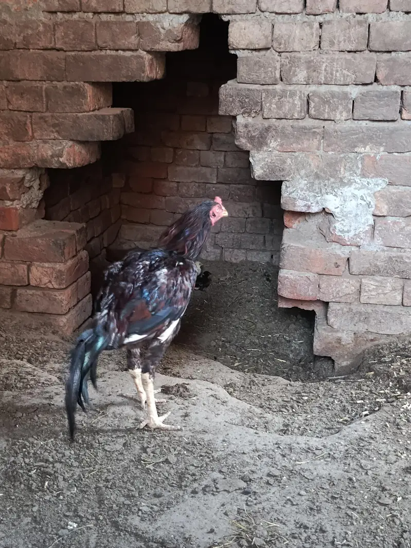 Home breed aseel urgent for sale — photo 9