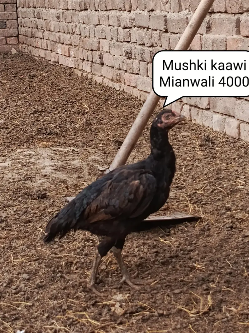 Home breed aseel urgent for sale — photo 12