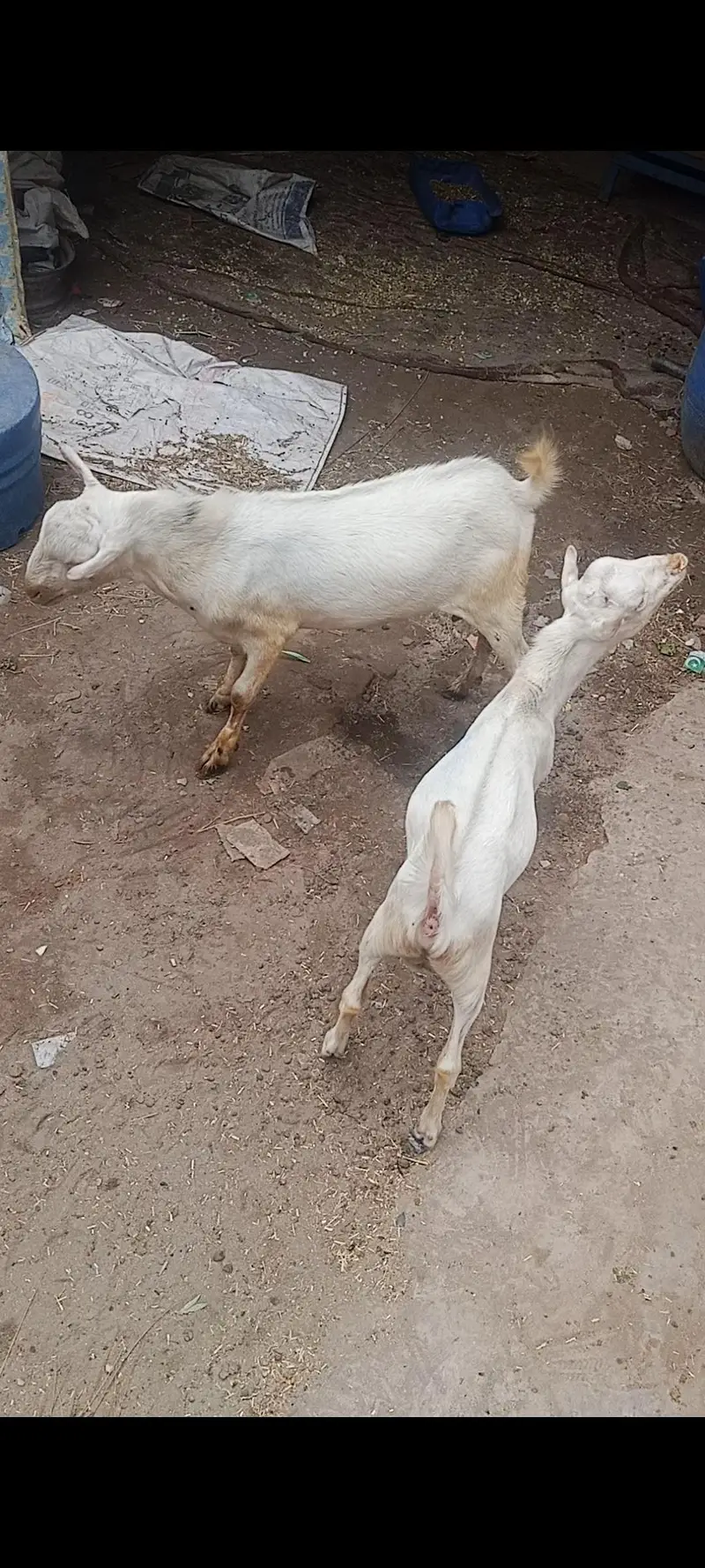 MASHALLAH G 2  Teddy full gulabi white ankhon ma what app  03236501245 — photo 3
