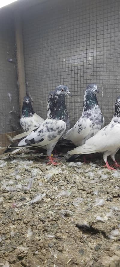 Golden Taddi Sialkoti Lakhy Parvazi Kabotar For Sale.