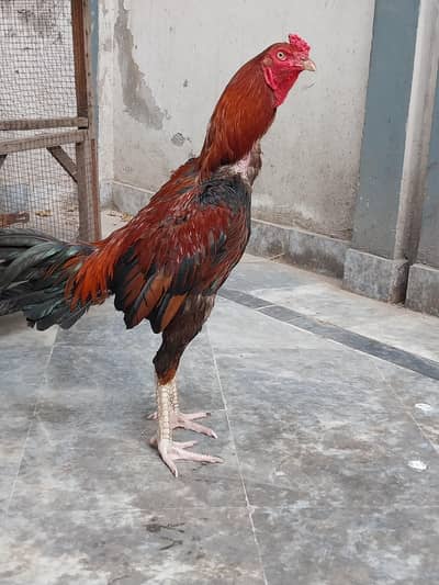 aseel hens 1 male 2 female