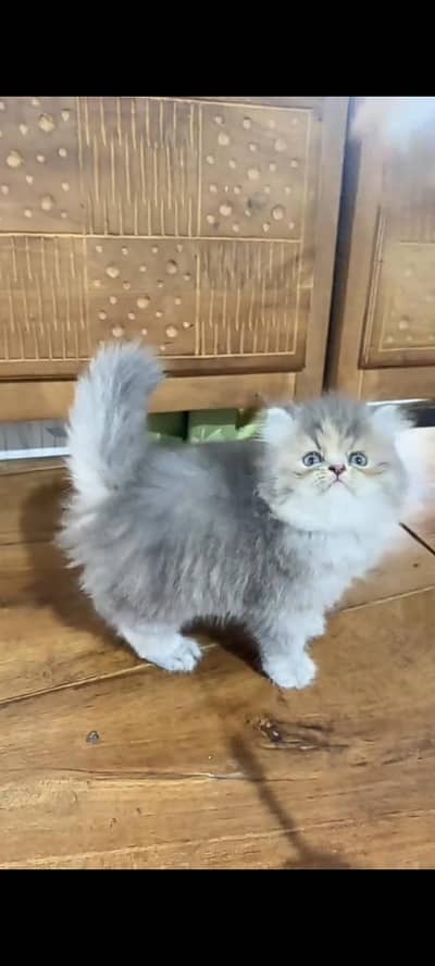 Quality Persian Punch Face cat &kittens 03450062732WhatsApp