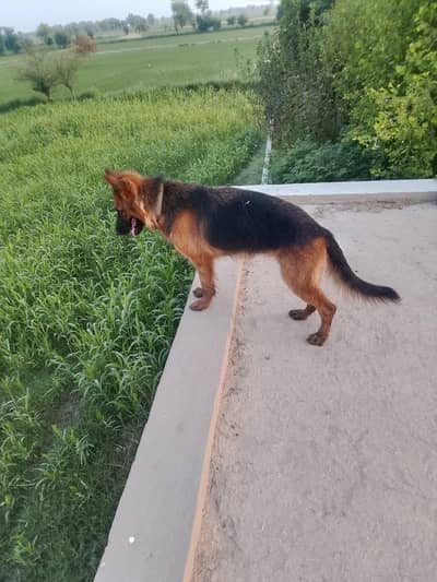 German shepherd female long coated
