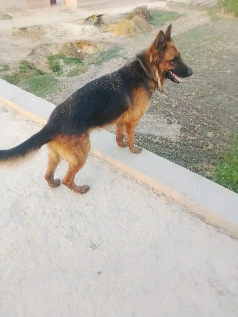German shepherd female long coated — photo 2