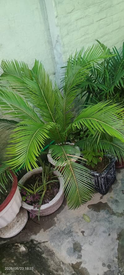 Plants for Home