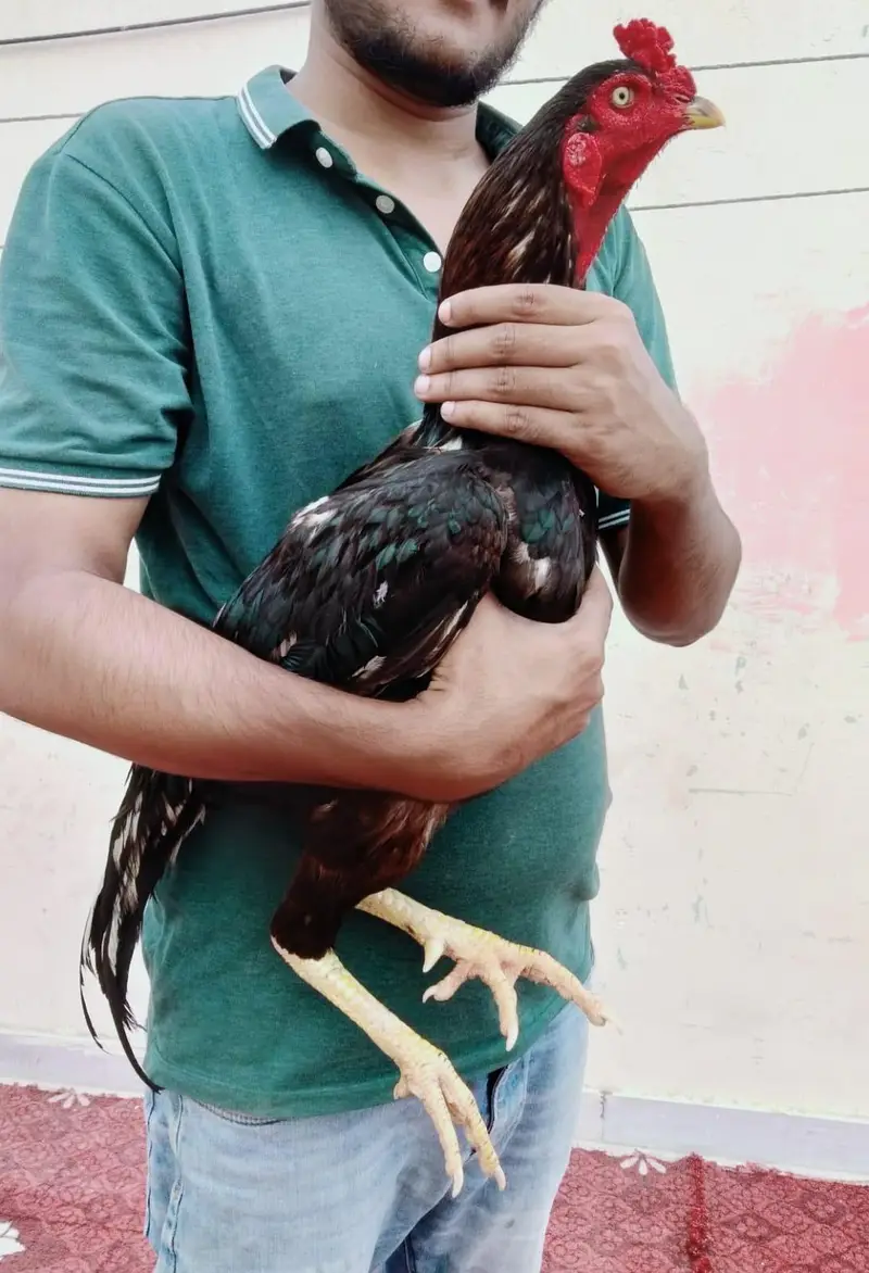 Aseel lassani mushka — photo 3