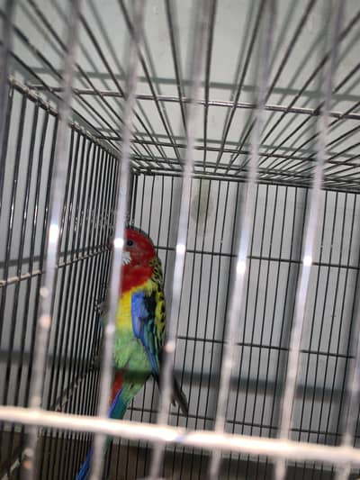 Eastern Rosella Parrot Male Female Pair – Healthy & Beautiful Pair