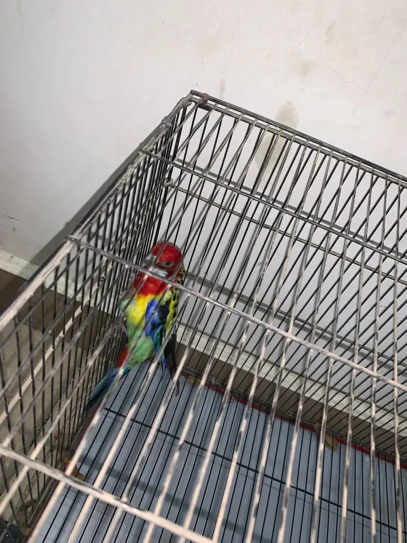 Eastern Rosella Parrot Male Female Pair – Healthy & Beautiful Pair — photo 2