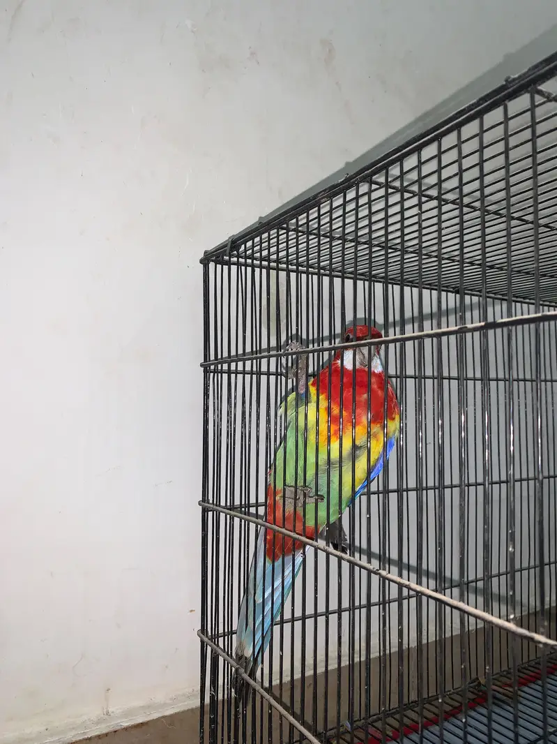 Eastern Rosella Parrot Male Female Pair – Healthy & Beautiful Pair — photo 3