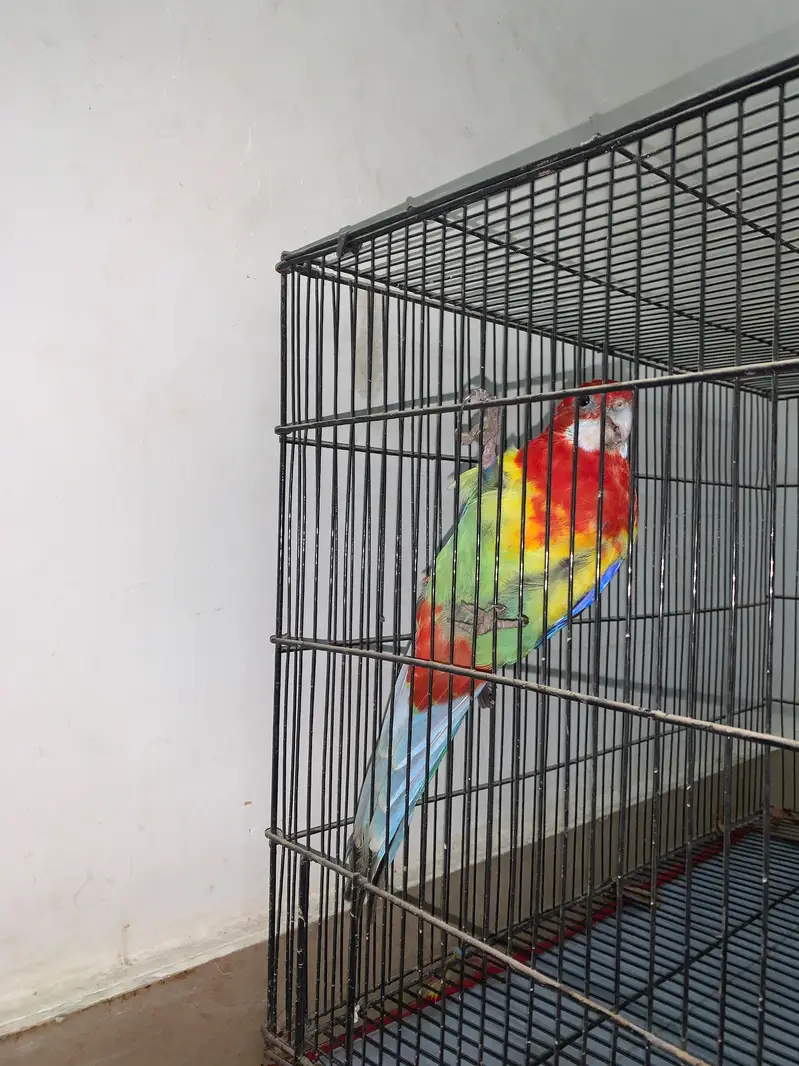 Eastern Rosella Parrot Male Female Pair – Healthy & Beautiful Pair — photo 4