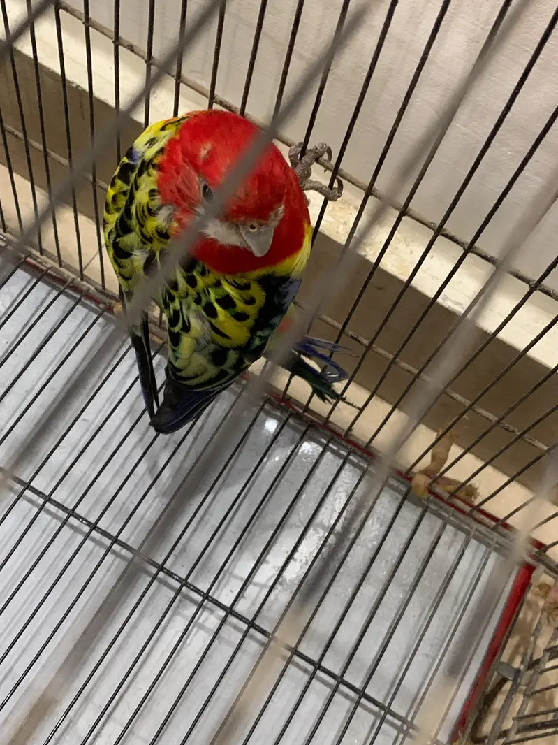 Eastern Rosella Parrot Male Female Pair – Healthy & Beautiful Pair — photo 5