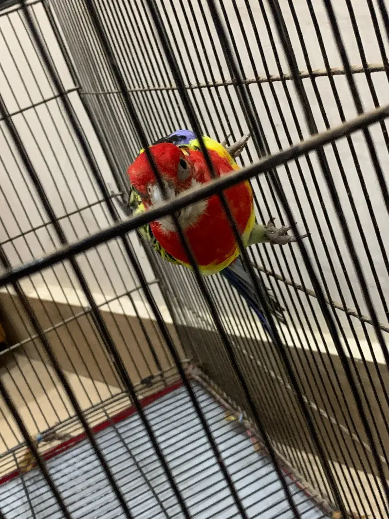 Eastern Rosella Parrot Male Female Pair – Healthy & Beautiful Pair — photo 6