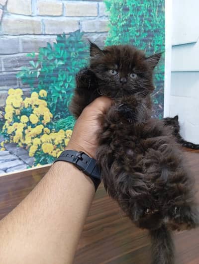 Cash on delivery parshion punch face kittens